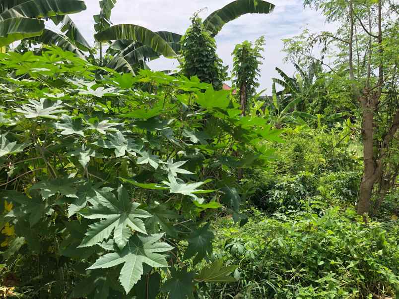 tanah disewakan di jl amanlane yudistira seminyak