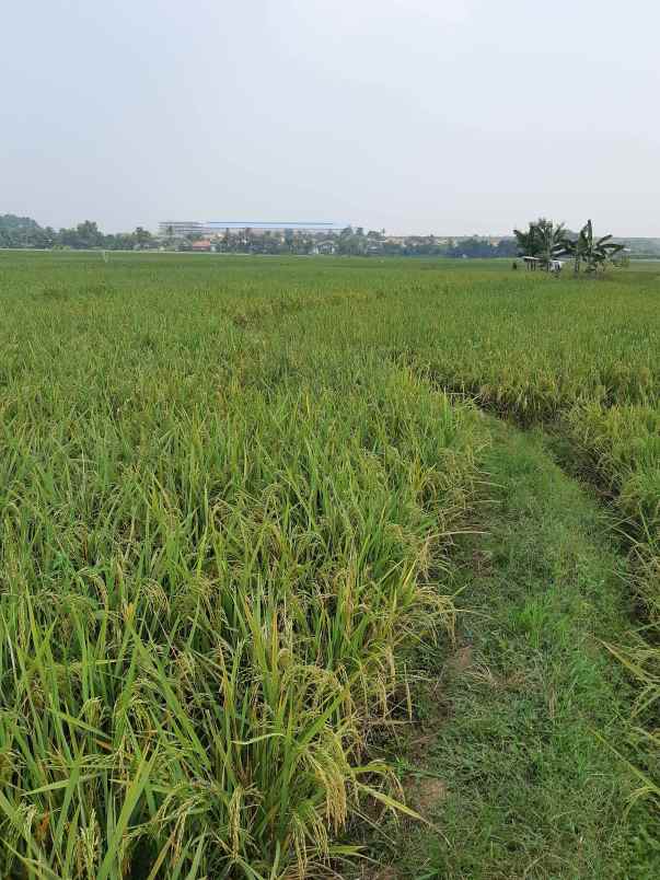 tanah jl demang dsn kaum rt 003