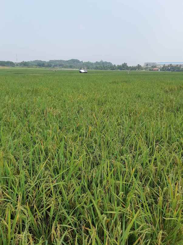 tanah jl demang dsn kaum rt 003