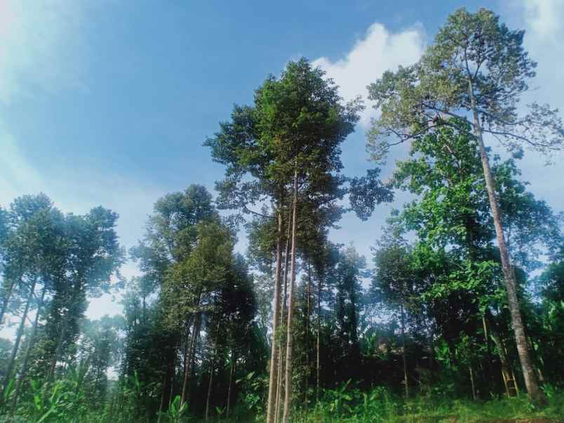 tanah kebun durian siap panen mojogedang karanganyar