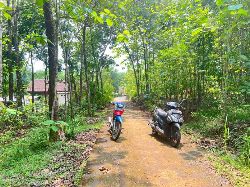 tanah kebun jati murah hanya 75 juta sragen