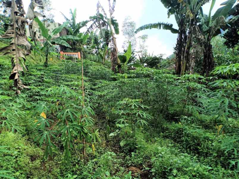 tanah kemuning ngargoyoso