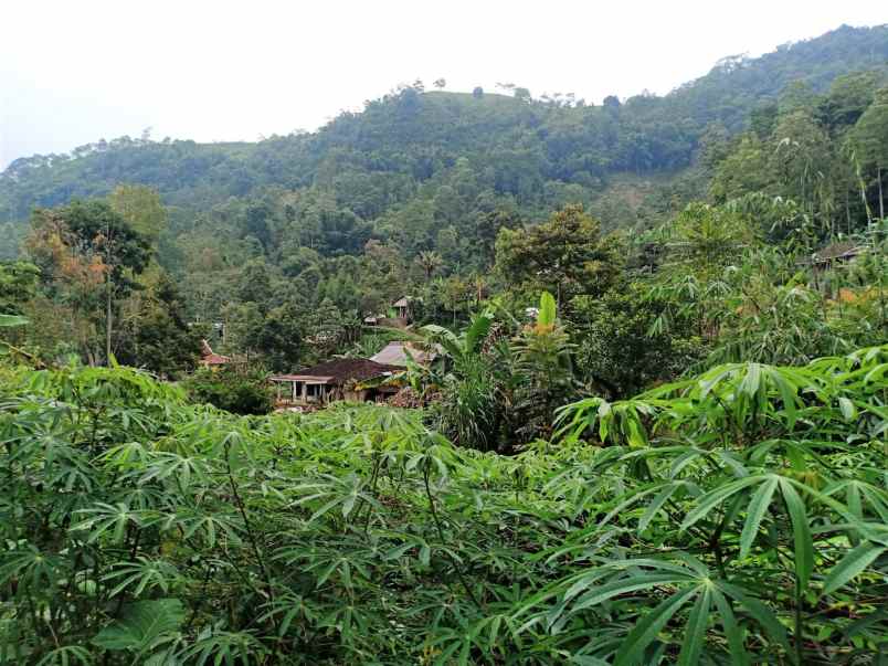 tanah kemuning ngargoyoso