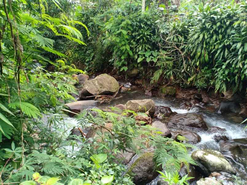 tanah kemuning ngargoyoso