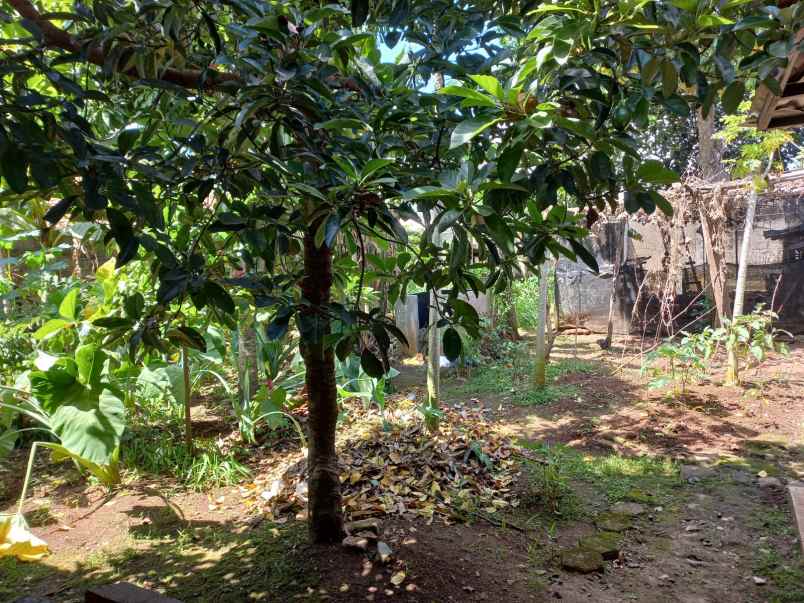 tanah krukut raya gandul