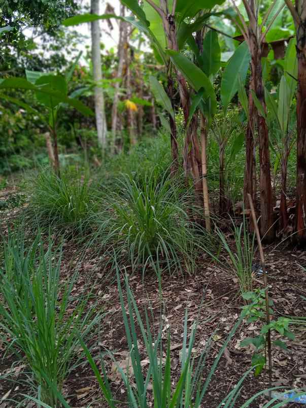 tanah luas 3000 m2 di batu putu bandar lampung