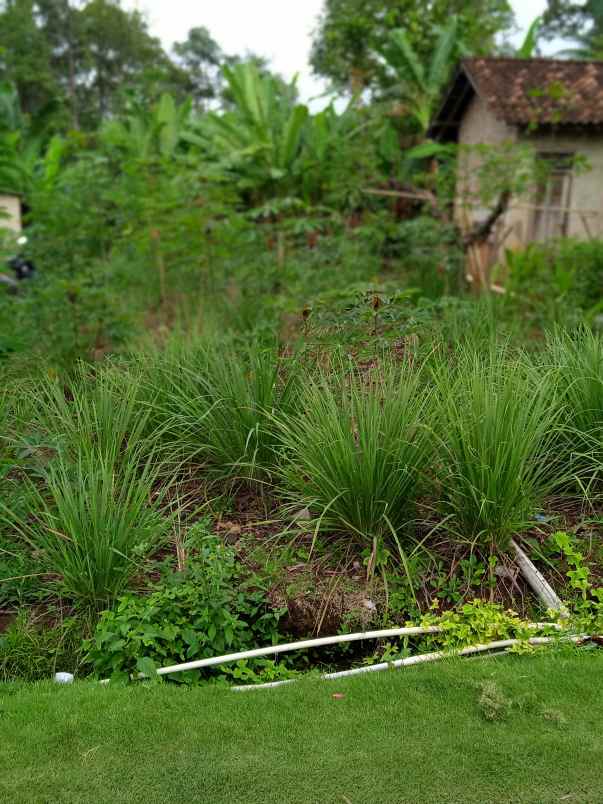 tanah luas 3000 m2 di batu putu bandar lampung