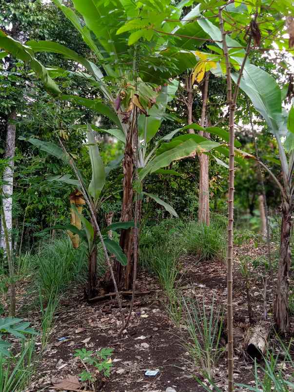 tanah luas 7000 m2 di batu putu bandar lampung