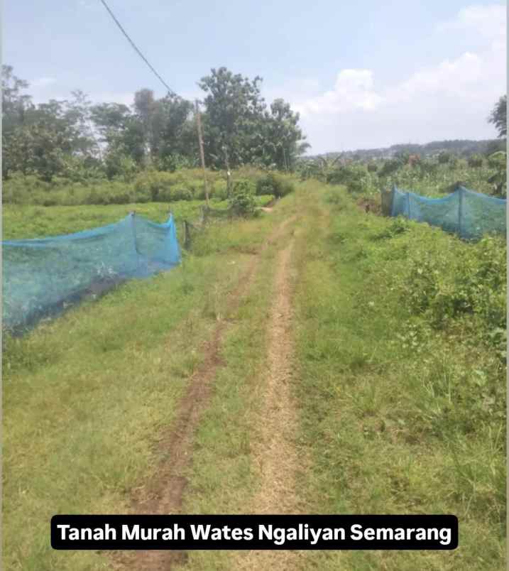 tanah murah wates ngaliyan semarang
