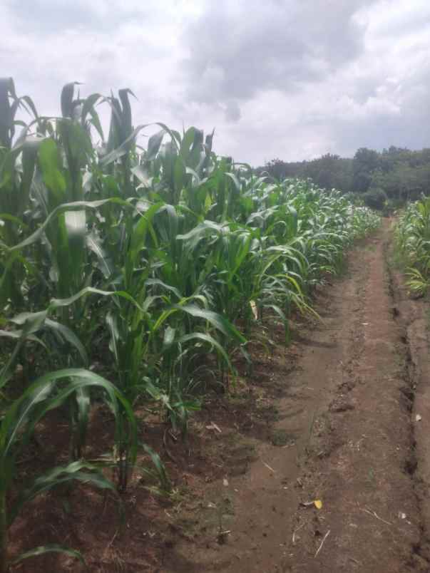 tanah murah wates ngaliyan semarang