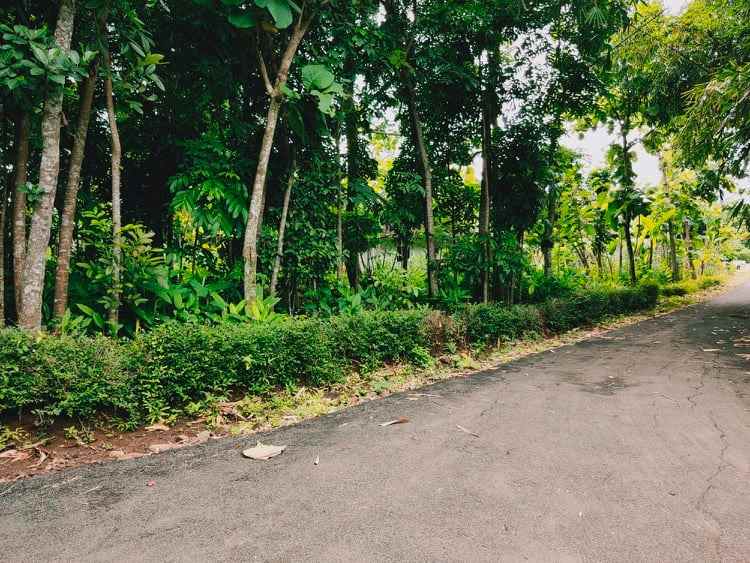 tanah sentra kebun durian