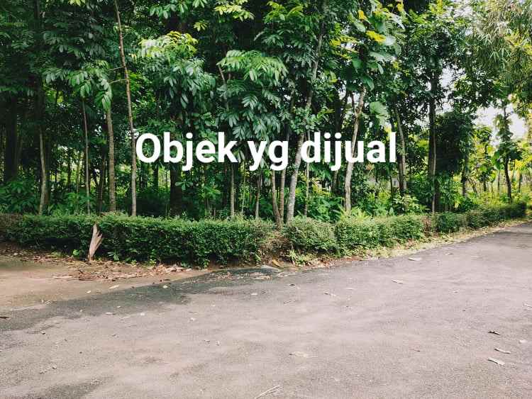 tanah sentra kebun durian