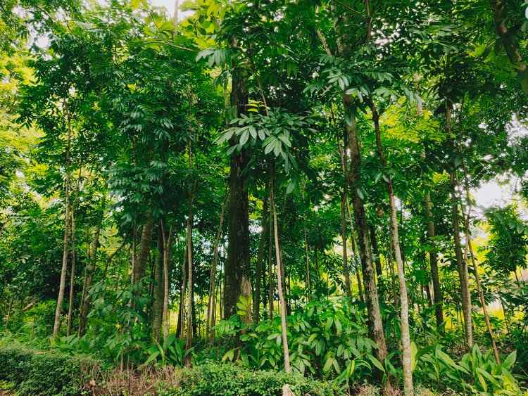 tanah sentra kebun durian