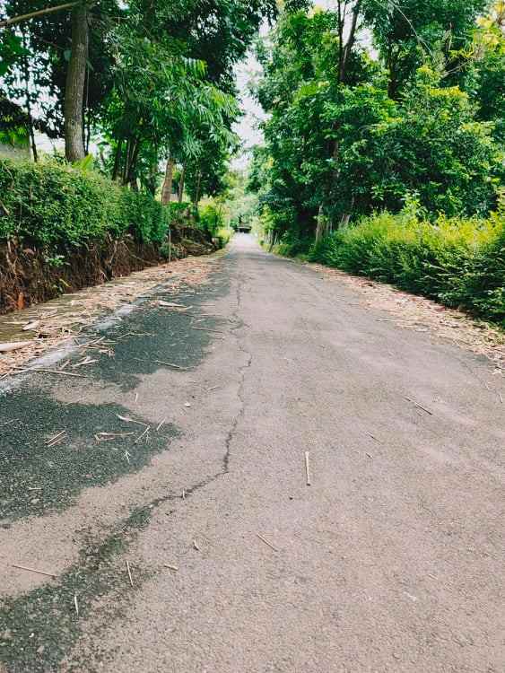 tanah sentra kebun durian