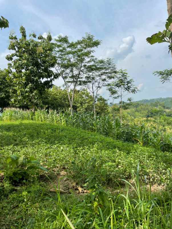 tanah strategis buka usaha 2622m sambirejo sragen