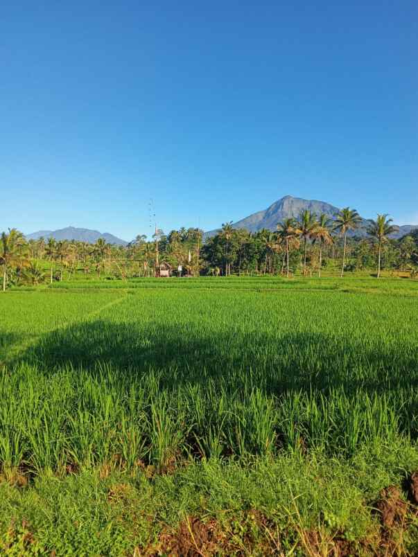 tanah tamansari banyuwangi jawa