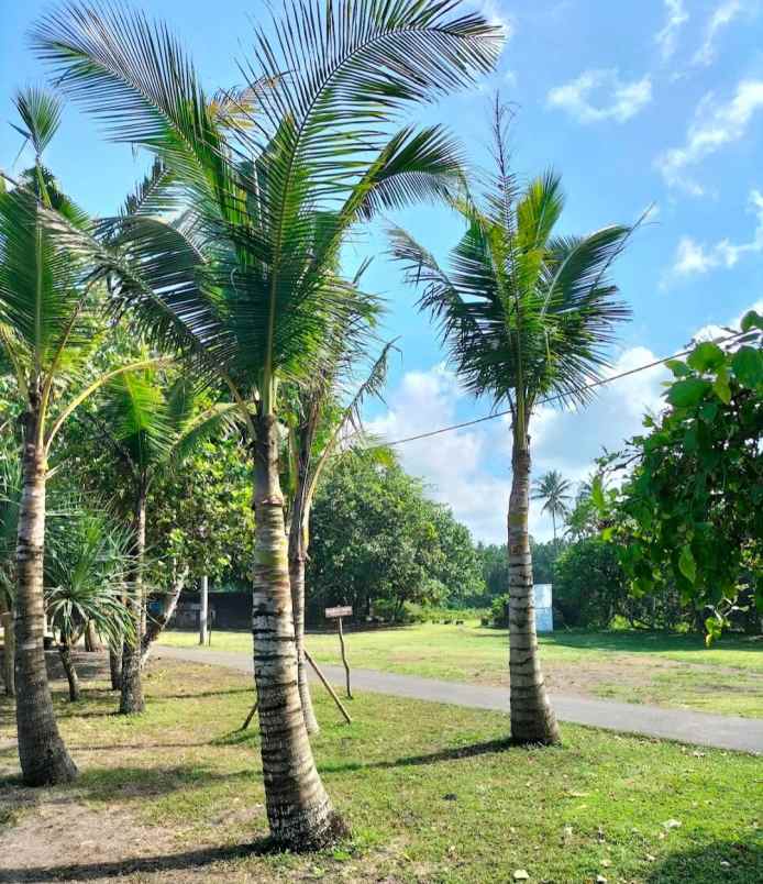 beach front land di kelecung tabanan bali