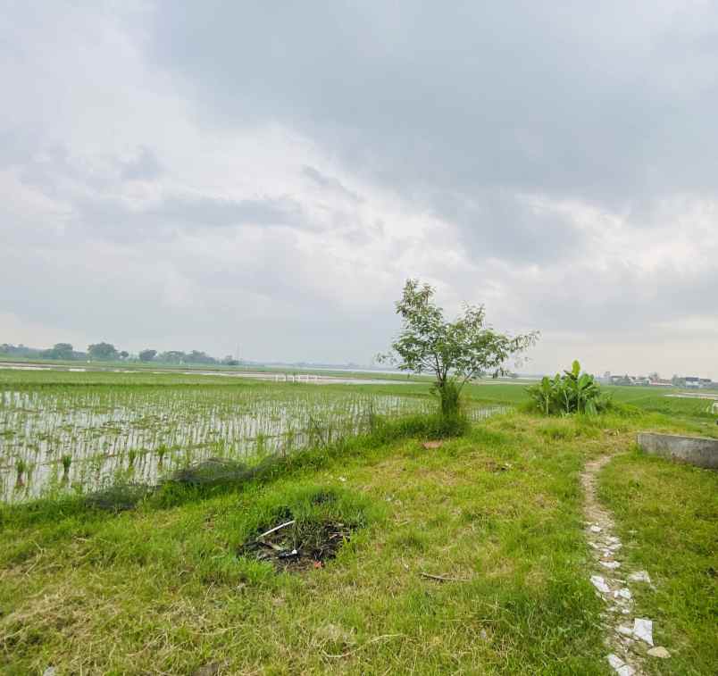 butuh uang cepat tanah sawah shm karawang 1 899 m
