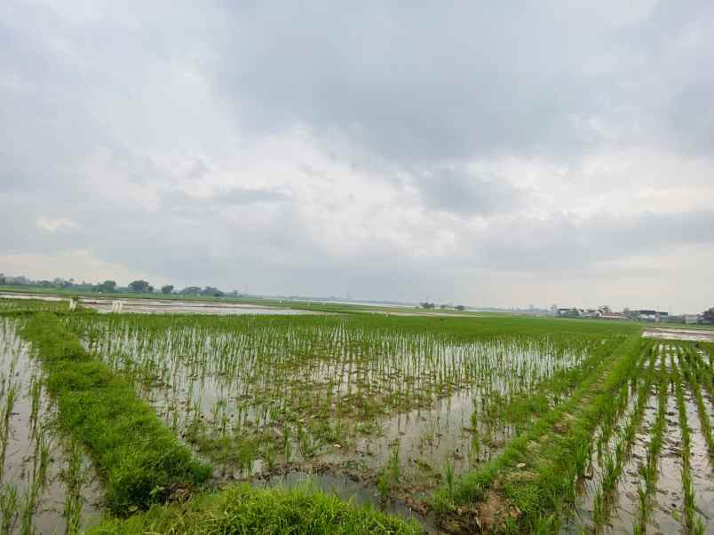 butuh uang cepat tanah sawah shm karawang 1 899 m