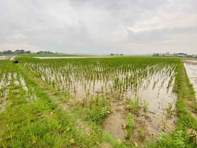 butuh uang cepat tanah sawah shm karawang 1 899 m