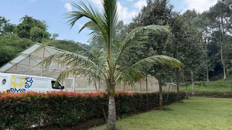 dijual kebun durian sudah berbuah di cijeruk bogor