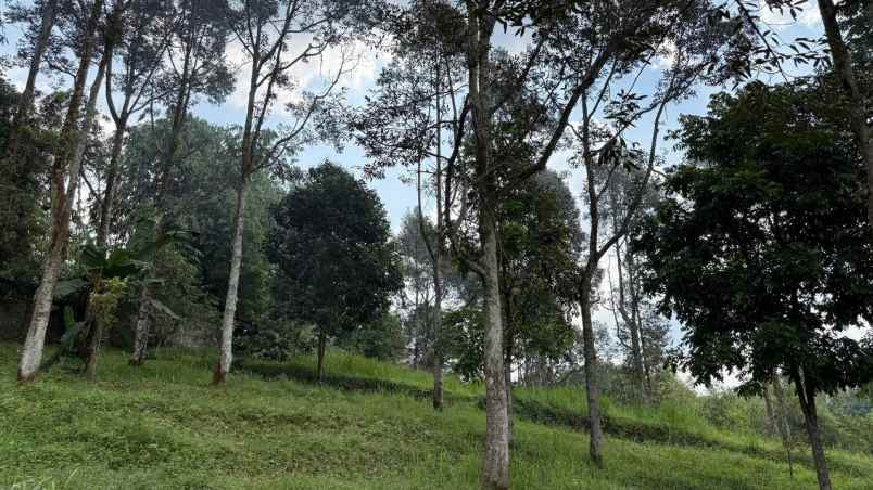 dijual kebun durian sudah berbuah di cijeruk bogor