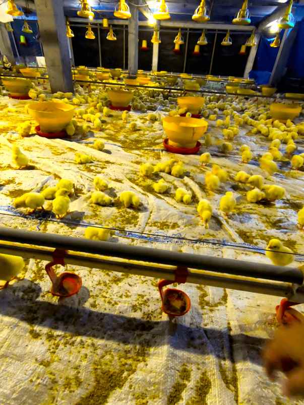 dijual ruko gudang kantor desa tawaran kenduruan kab