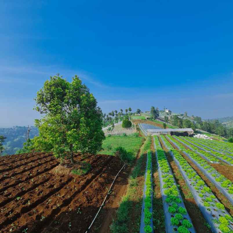 dijual tanah bandung padalarang