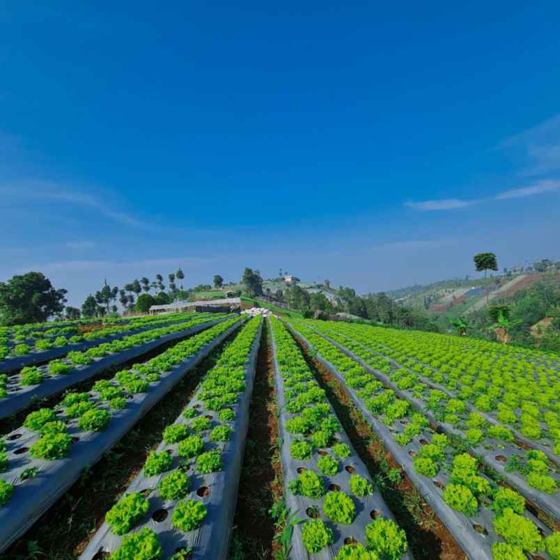 dijual tanah bandung padalarang