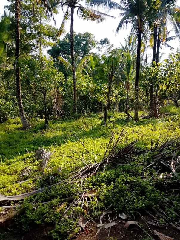 dijual tanah banjar dinas munduk desa