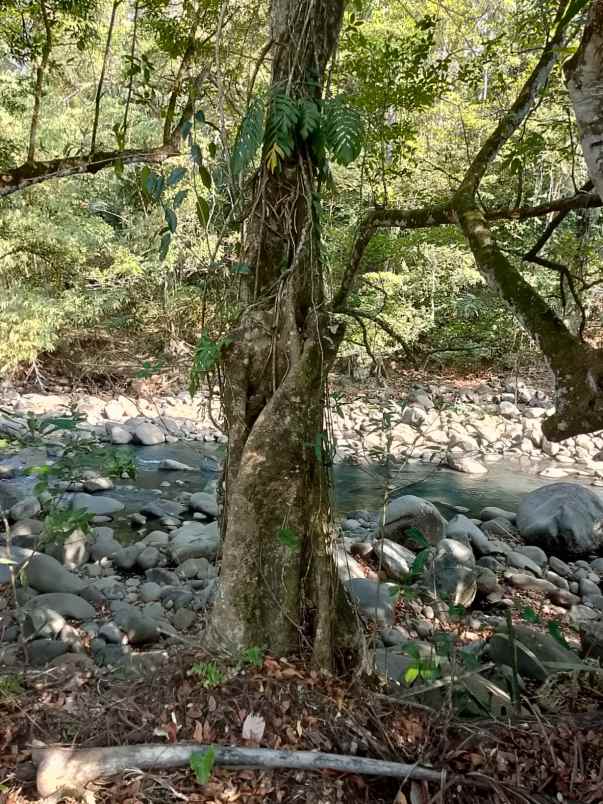 dijual tanah banjar dinas munduk desa