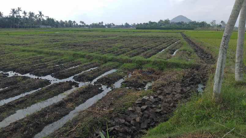 dijual tanah dasrah jenggawa kab jember