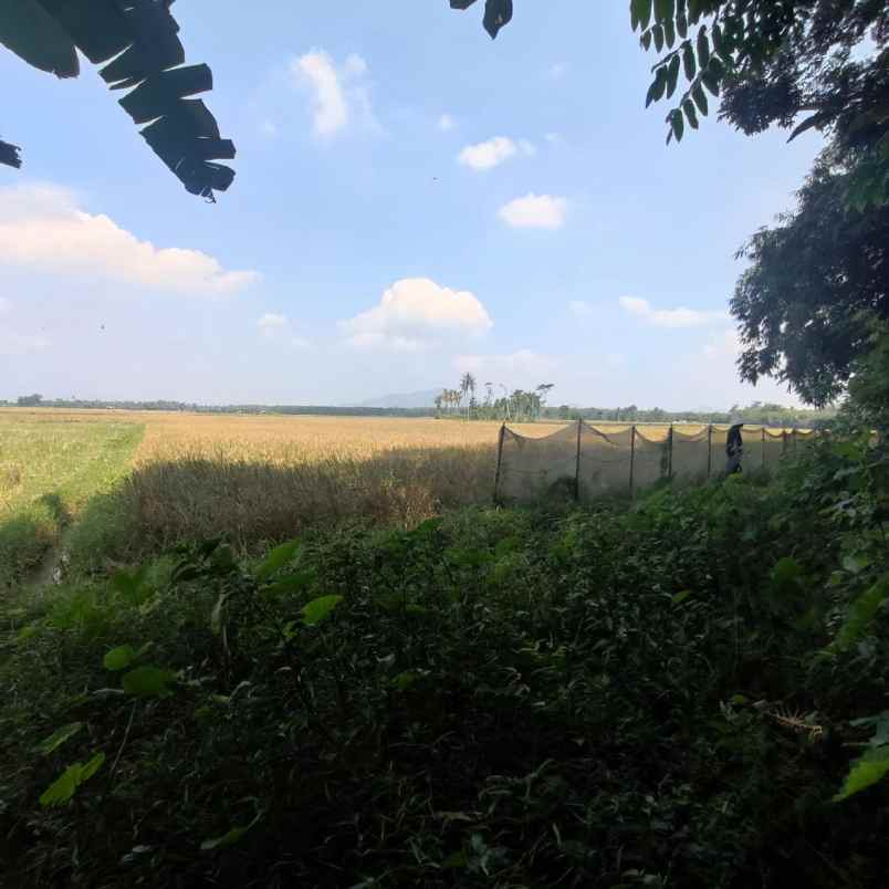 dijual tanah dasrah jenggawa kab jember