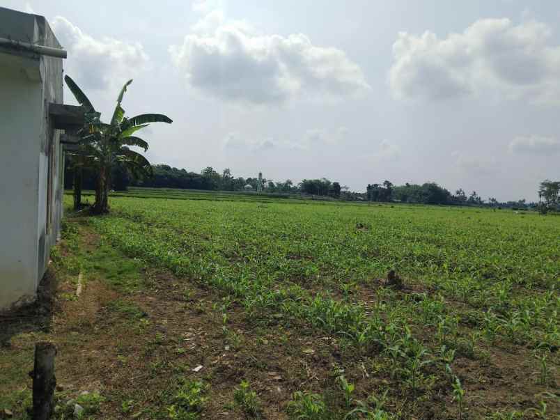 dijual tanah dasrah jenggawa kab jember