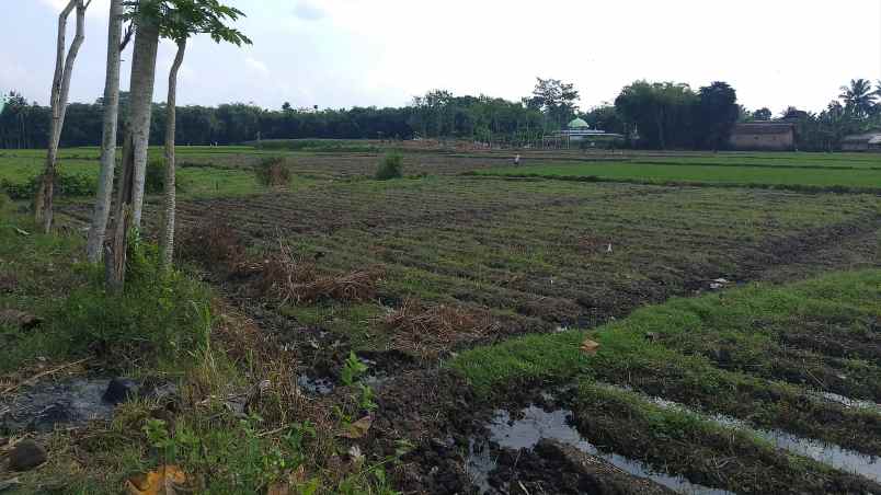dijual tanah dasrah jenggawa kab jember