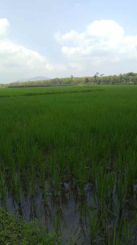 dijual tanah dasrah jenggawa kab jember