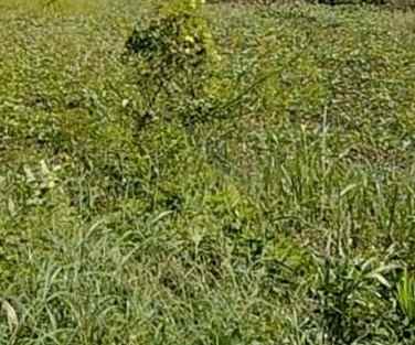 dijual tanah gunung anyar