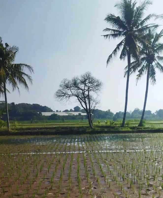 dijual tanah jl kp cibinong