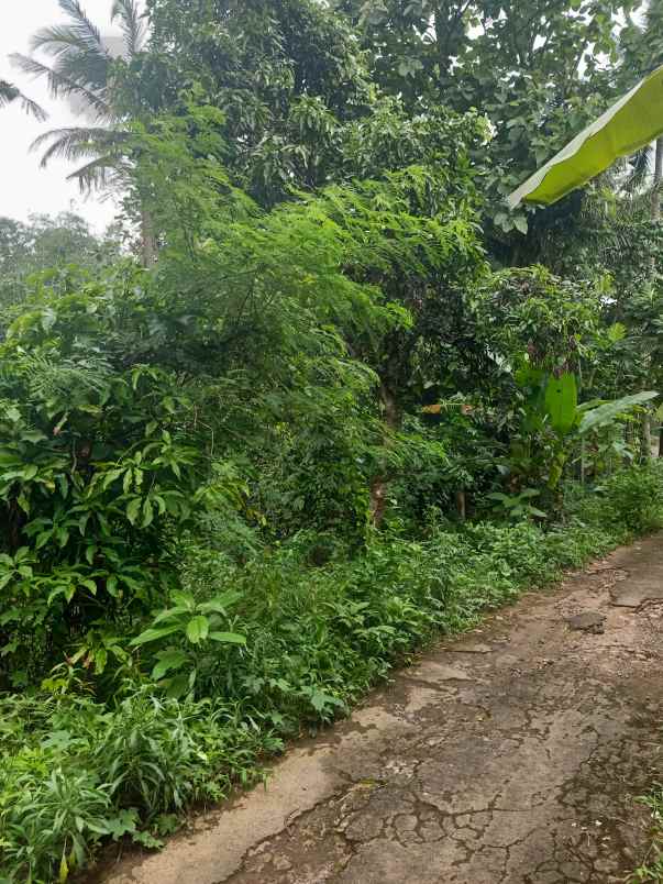 dijual tanah kebun lingkungan penduduk