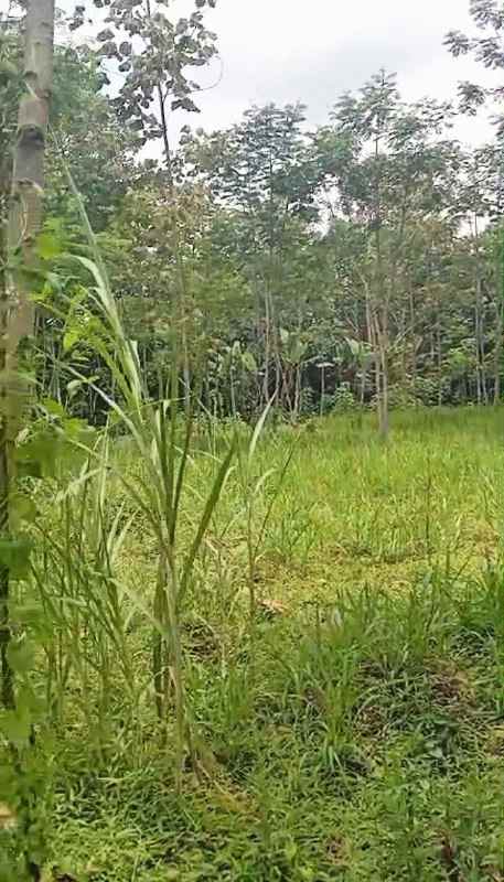 dijual tanah lesanpuro kedungkandang malang