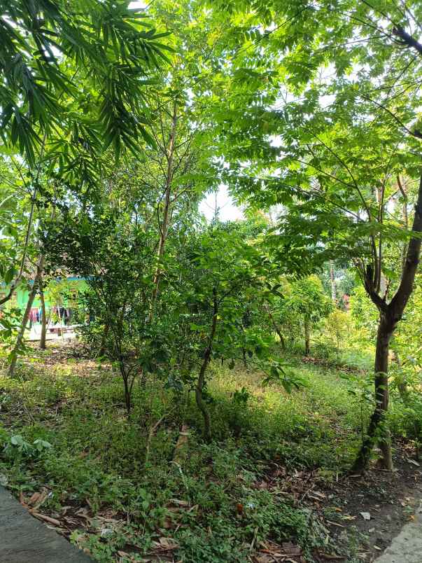 dijual tanah pekarangan shm langsung pemilik