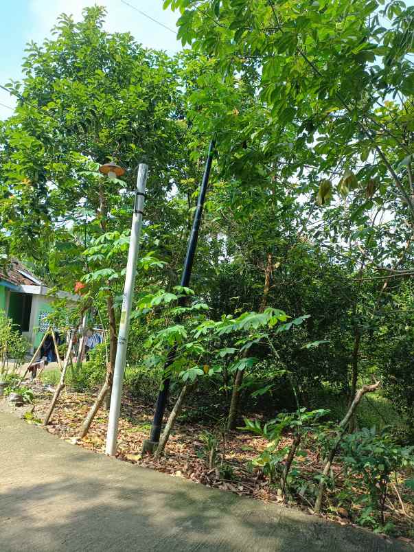 dijual tanah pekarangan shm langsung pemilik
