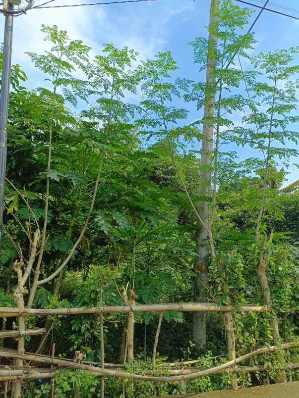 dijual tanah pekarangan shm langsung pemilik