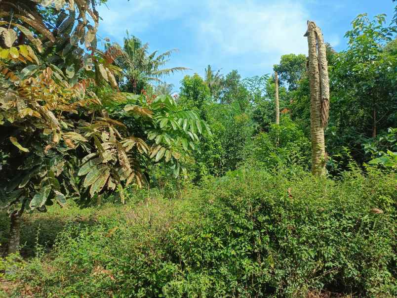 dijual tanah pekarangan shm langsung pemilik