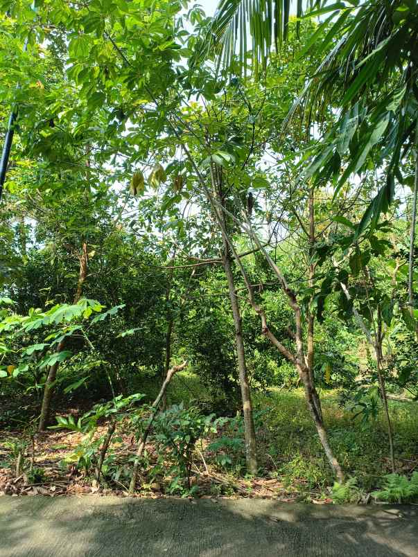 dijual tanah pekarangan shm langsung pemilik