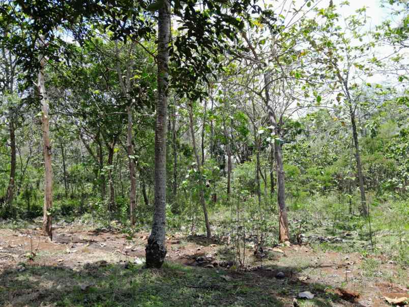 dijual tanah pekarangan strategis