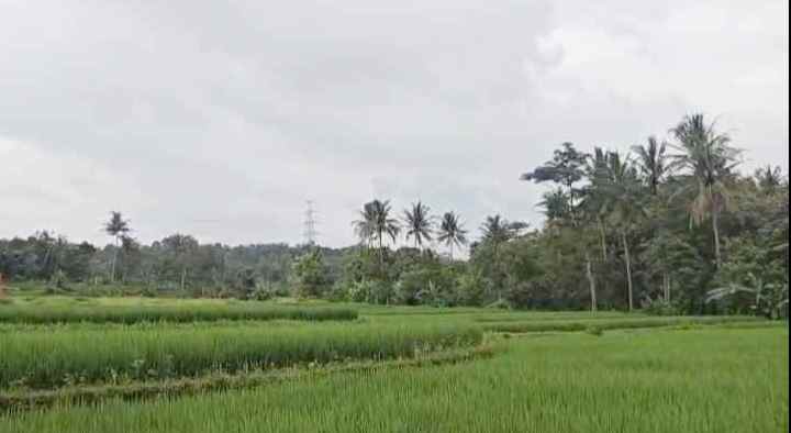 dijual tanah sawah di sindangkempeng kuningan