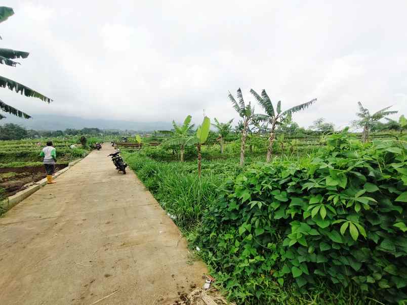 dijual tanah view gunung sawah asri alami