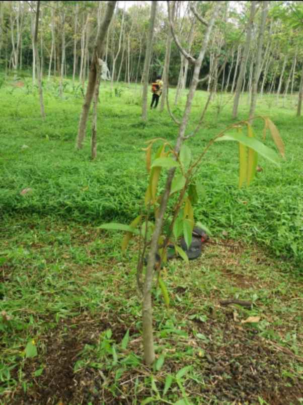 disewakan atau kerja sama tanah 5000m di purwakarta