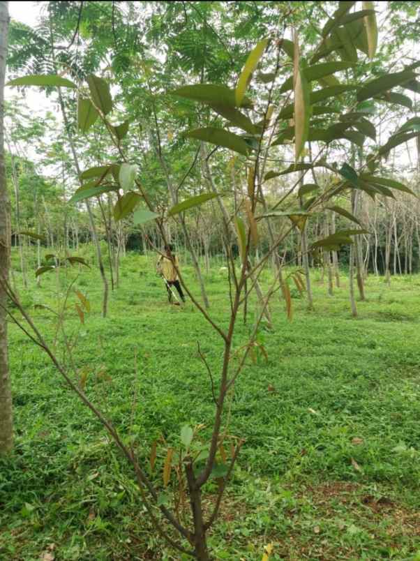 disewakan atau kerja sama tanah 5000m di purwakarta